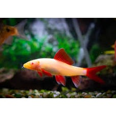 Albino Rainbow Shark 4-6cm