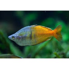 Boesmani Rainbowfish 4-5cm