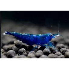  Blue Diamond Shrimp 2cm