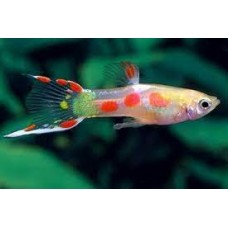 Jumbo Male Calico Endler Guppy 2-3cm 