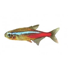 Neon Tetras (sm)