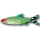 TETRAS TETRAS
