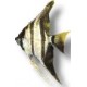 ANGEL FISH ANGEL FISH