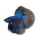 LABYRINTH FISH - BETTA LABYRINTH FISH - BETTA