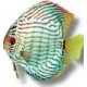 DISCUS