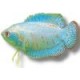 GOURAMI/LABYRINTH FISH