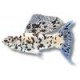 LIVEBEARERS - MOLLYS LIVEBEARERS - MOLLYS