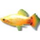 LIVEBEARERS - PLATYS LIVEBEARERS - PLATYS