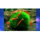 SHRIMPS/SNAILS/INVERTS SHRIMPS/SNAILS/INVERTS
