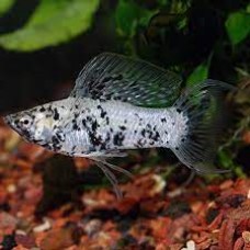 Dalmatian Mollies 4-5cm