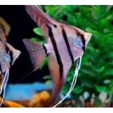 Wild Form Dantum Angelfish 6-7cm