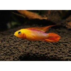 Apistogramma Fire Red Agassizi XL (PAIR)