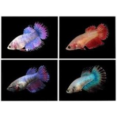 Female Crowntail Betta 3-4cm