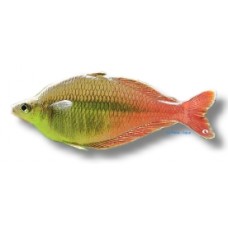 Blehers Rainbowfish 4cm