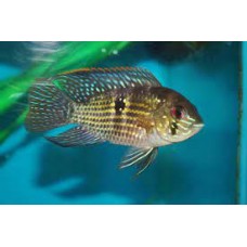 Blue Acara 4-5cm