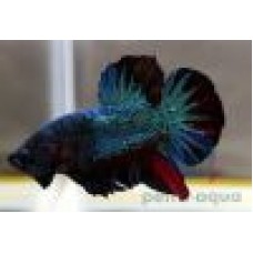 Blue Plakat Male Betta 'XL'