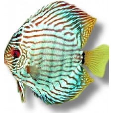 Brilliant Turquoise Discus 10-12cm