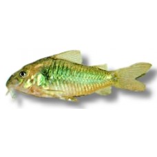 Gold Flash Bronze Cory 3-4cm