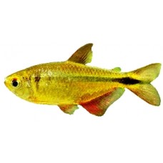 Buenos Aires Tetra 3.5-4cm