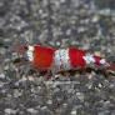 Crystal Shrimp-Red-1-2cm