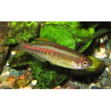 Danio Choprai 2.5-3cm