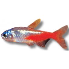 Diamond Neon Tetra 2-3cm