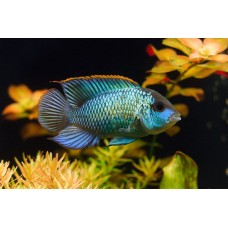 Neon Blue Acara 8-9cm