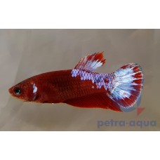 Assorted Female Plakat Betta 3-4cm