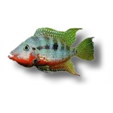 Fire Mouth Cichlid 3-4cm