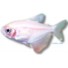 Golden Widow Tetra 3-4cm