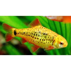 Neon Golden Barb 2-3cm