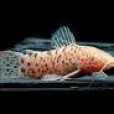 Golden Armoured Catfish 7-8cm