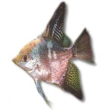 Green Map Angelfish 3-3.5cm