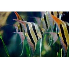 Peru Altum Angelfish-3-4cm