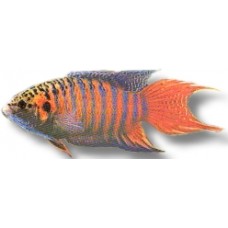Blue Paradisefish 3-4cm