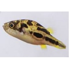 Pygmy Puffer/Pea Puffer