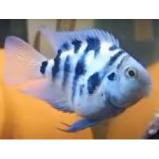 Polar Blue Parrotfish 5-6cm