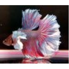 Red/White Dumbo Dragon Plakat Male Betta 'XL'