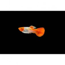 Red Cap Male Guppy 3-4cm