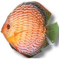 Red Turquoise Discus 9cm