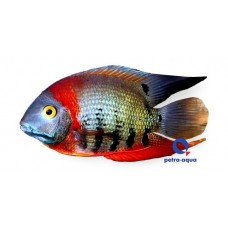 Rotkeil Severum 6-7cm