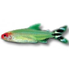 Rummy Nose Tetra 3-4cm