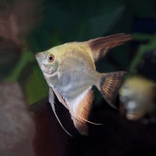 Bulgarian Seal Point Angelfish 3-4cm