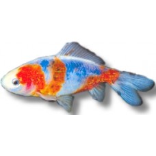 Shubunkin Goldfish 8-10cm