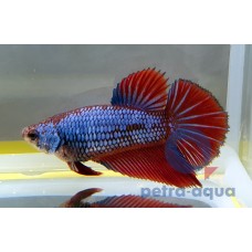 Super Delta Female Betta 3-4cm