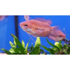 Thick Lipped Gourami 3-4cm