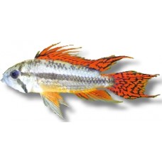 Apistogramma Cacatuoides Double Red XL