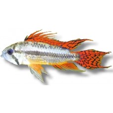 Apistogramma Cacatuoides 3-4cm