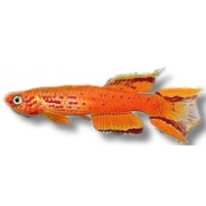 Asutrale Killifish 2cm (Pair)