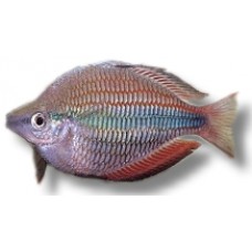 Trifasciata Rainbow Fish 8cm